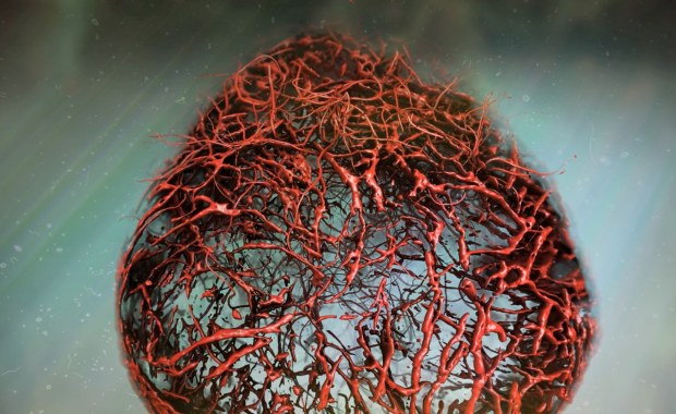 Naczynia krwionośne z laboratorium