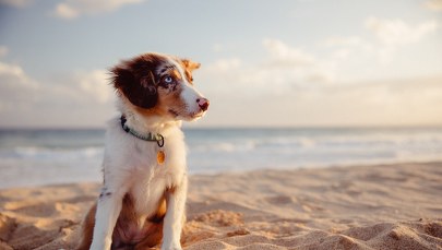 Nad Bałtyk z psem. Oto plaże, na które możesz zabrać pupila