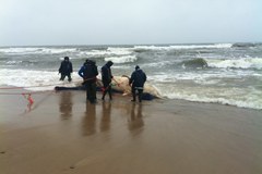 Nad Bałtykiem próbują wyciagnąć z wody ciało martwego wieloryba