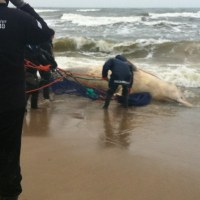 Waleń wyrzucony przez Bałtyk