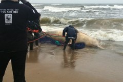 Nad Bałtykiem próbują wyciagnąć z wody ciało martwego wieloryba