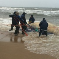 Waleń wyrzucony przez Bałtyk