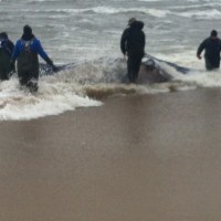 Waleń wyrzucony przez Bałtyk