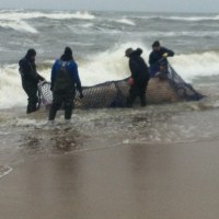 Waleń wyrzucony przez Bałtyk