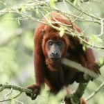 łabędź Nad naszymi głowami słychać krzyki, są wszędzie. Co się dzieje?