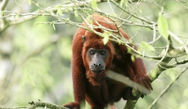 Nad naszymi głowami słychać krzyki, są wszędzie. Co się dzieje?