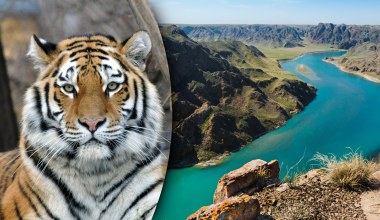 Nad wielkim jeziorem posadzili 50 tys. drzew. Powód jest zaskakujący