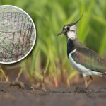 Nad zagrożonymi polskimi ptakami ustawiają dziwne kosze. O co chodzi?