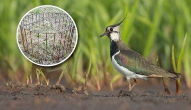 Nad zagrożonymi polskimi ptakami ustawiają dziwne kosze. O co chodzi?