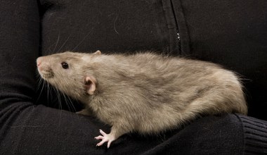 Nad zalewem w Krakowie wyrzucono wiaderko. Było pełne gryzoni