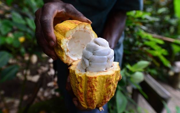 Nadal niskie ceny kakao /AFP
