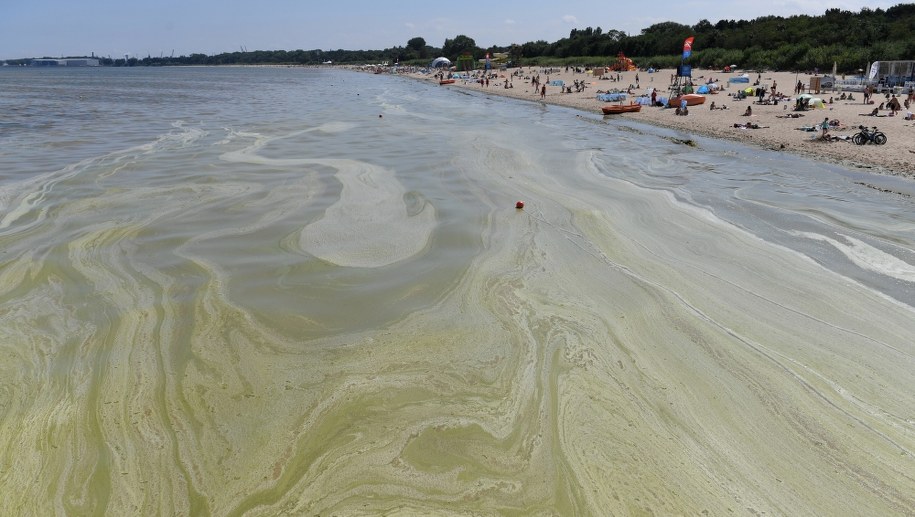 Pięć kąpielisk nad Zatoką Gdańską zamkniętych z powodu sinic
