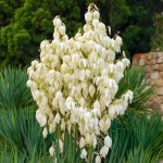 Nadchodzą przymrozki. O to musisz zadbać, by twoja juka przetrwała