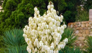 Nadchodzą przymrozki. O to musisz zadbać, by twoja juka przetrwała