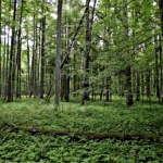 Nadchodzą upalne dni, największy stopień zagrożenia pożarowego w lasach 