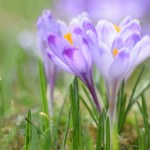 krokusy Roślina chroniona.