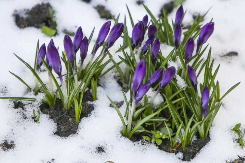 Nadeszła wiosna, ale śnieg wciąż pada /Beata Zawrzel/REPORTER /Reporter