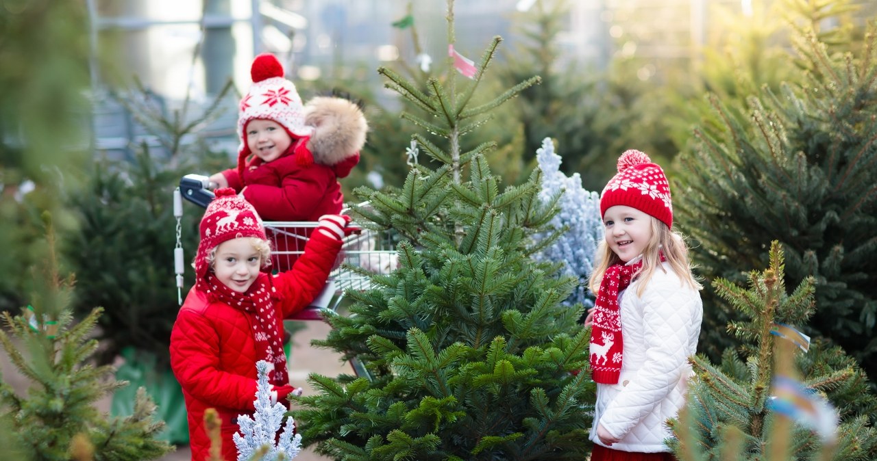 Nadleśnictwa w całym kraju uruchamiają przed świętami specjalne punkty sprzedaży. /123RF/PICSEL