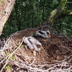 Nadleśnictwo Babki. Rekordowa liczba młodych bocianów czarnych