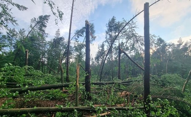 Nadleśnictwo Gdańsk apeluje o niewchodzenie do lasów 