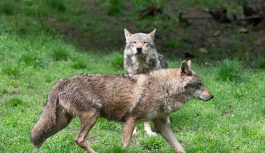 Nadleśnictwo wypuściło drony. Pokazały zachowanie wilków, którego nie znamy