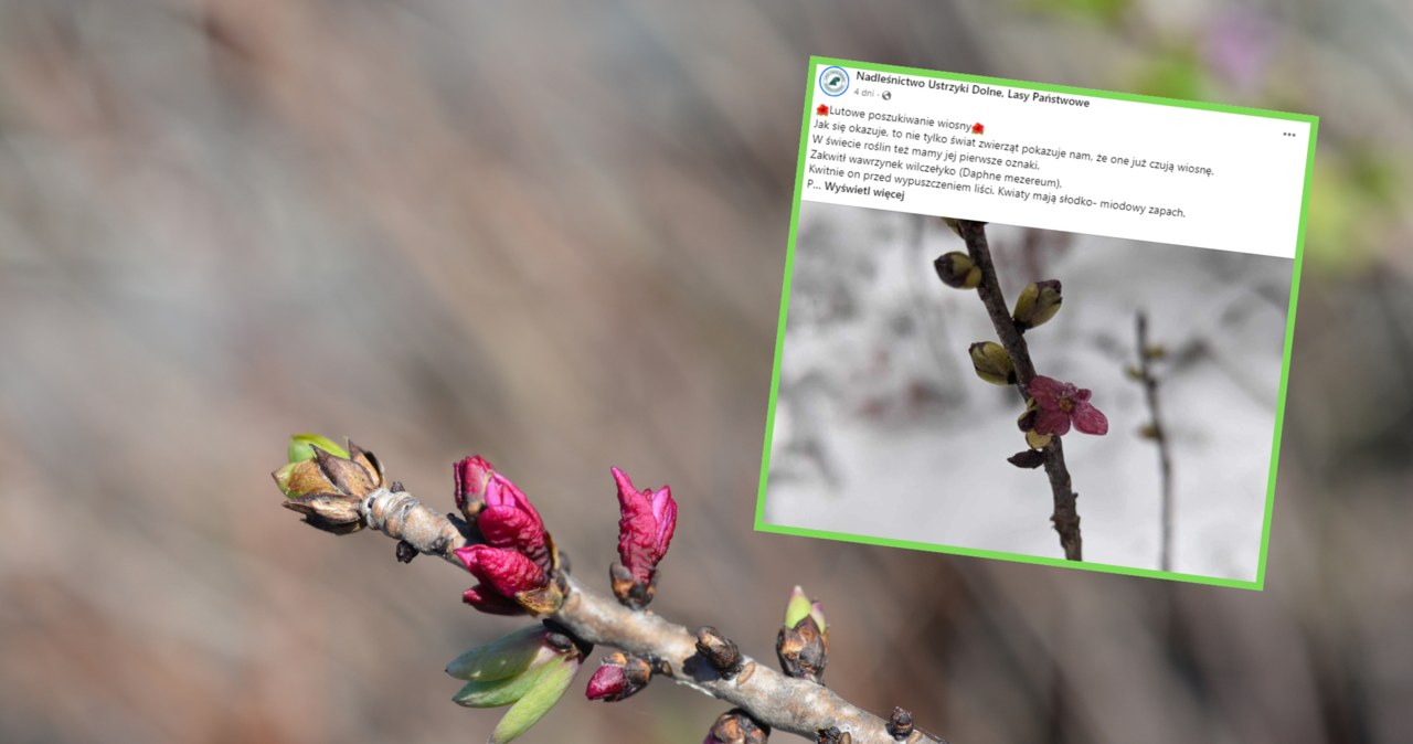 Nadleśnicy z okolic Ustrzyk Dolnych dostrzegli pierwsze oznaki wiosny już 5 lutego. /facebook.com/Canva Pro /INTERIA.PL