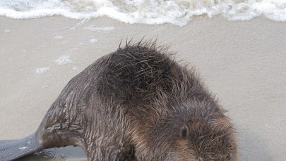 "Nadmorski bóbr" budzi zdziwienie turystów