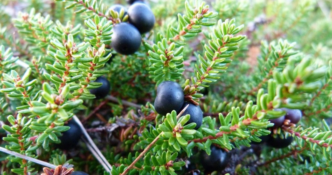 Nadmorskie wrzosowiska bażynowe przekształcają się w bory bażynowe /Florian Grossir /CC BY-SA 4.0