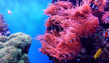 Nadzieja dla raf. Bakteria może ocalić koralowce