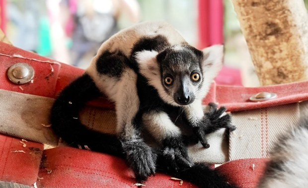 Nadzieja dla zagrożonego gatunku. Maleńki lemur urodził się w chorzowskim zoo