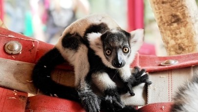 Nadzieja dla zagrożonego gatunku. Maleńki lemur urodził się w chorzowskim zoo