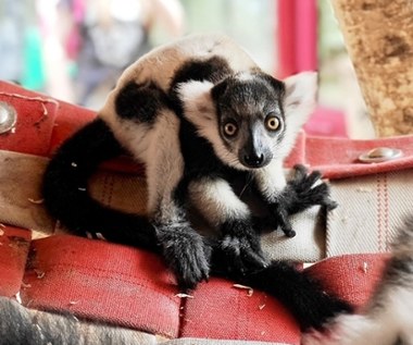 Nadzieja dla zagrożonego gatunku. Maleńki lemur urodził się w chorzowskim zoo