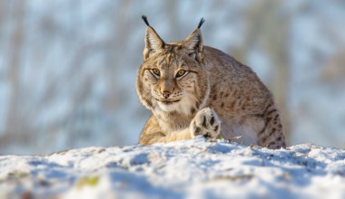 Nadzwyczajne spotkanie w polskim lesie. Podleśniczy miał szczęście