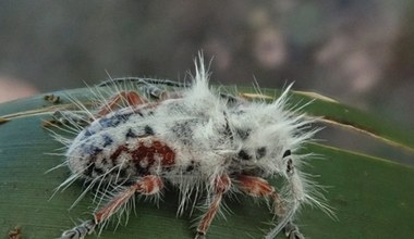 Nadzwyczajny chrząszcz odkryty w Australii. Jest... puszysty i naśladuje "Last of Us"