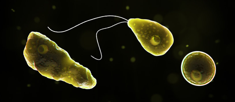 Naegleria fowlerii powoduje śmiertelne zapalenie mózgu. Na zdjęciu trzy jej różne formy, od prawej: pełzak, wiciowiec i sporowiec (cysta) /CDC /Wikimedia