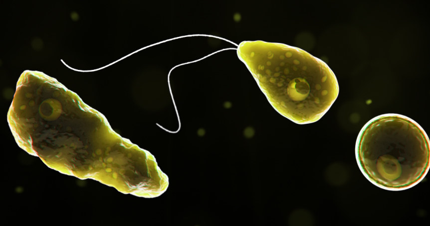 Naegleria fowlerii powoduje śmiertelne zapalenie mózgu. Na zdjęciu trzy jej różne formy, od prawej: pełzak, wiciowiec i sporowiec (cysta) /CDC /Wikimedia