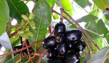 Нагадує чорну оливку. Гострий, але солодкий фрукт проти діабету, для травлення та імунітету