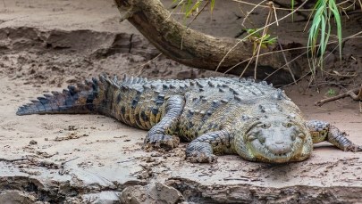 Nagle na drodze pojawił się krokodyl. W wypadku zginęły trzy osoby