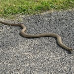 Nagle na peron wpełzł wąż. Pasażer nie wahał się ani chwili