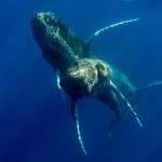 Wieloryby Nagle pojawiło się stado zwierząt. Ponad pół tysiąca olbrzymów naraz