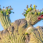 Nagle pustynia wystrzeliła wspaniałymi kolorami. Co się dzieje?