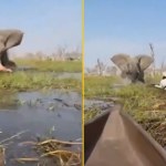 Nagle słoń przewrócił ich kajaki, wpadli do rzeki z krokodylami. [NAGRANIE]