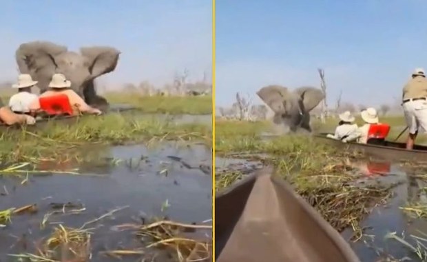Nagle słoń przewrócił ich kajaki, wpadli do rzeki z krokodylami. [NAGRANIE]