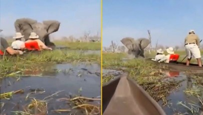 Nagle słoń przewrócił ich kajaki, wpadli do rzeki z krokodylami. [NAGRANIE]