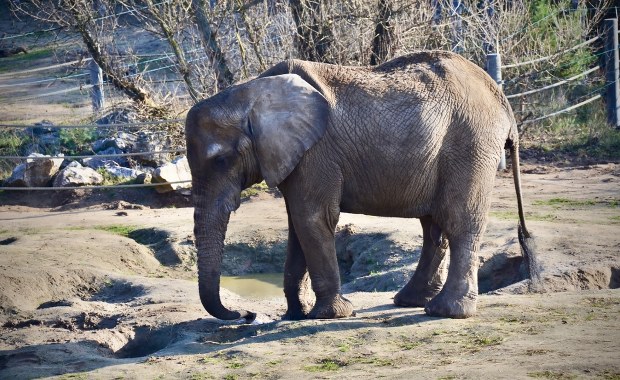 Nagle upadła. Nie udało się uratować słonicy Kingi