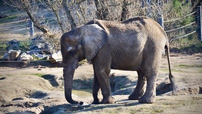 Nagle upadła. Nie udało się uratować słonicy Kingi
