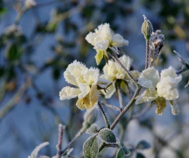 Nagły powrót mrozów. Pogoda może nam zaszkodzić