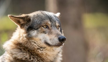 Nagły wzrost liczby wilków u sąsiada Polski? Nie ma powodów do ekscytacji