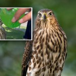 Nagrał, jak daje krogulcowi alkohol. Amerykanin skazany na więzienie