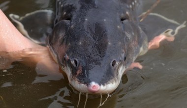 Nagrali ogromne ryby z Morza Bałtyckiego. Wydają zaskakujące dźwięki